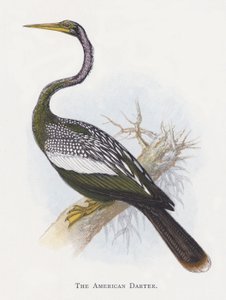 Amerikan Darter by Alexander Francis Lydon